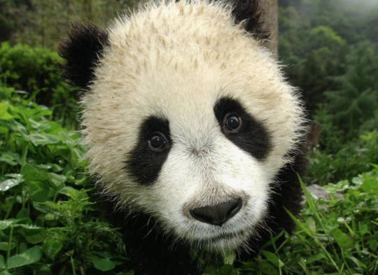 panda