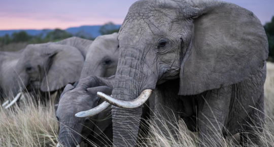 elephant