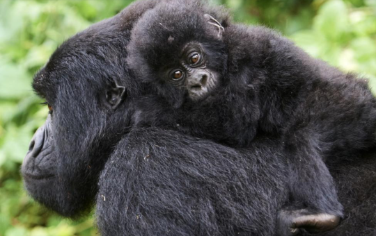 gorilla