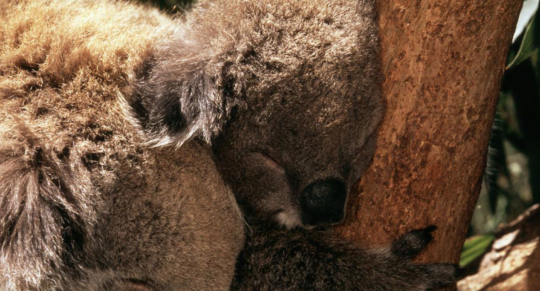 koala